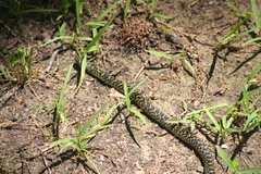 Lampropeltis holbrooki