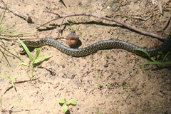 Lampropeltis holbrooki
