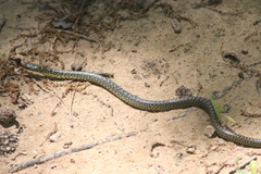 Lampropeltis holbrooki