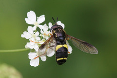 Chrysotoxum bicinctum