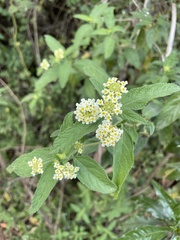 Lippia