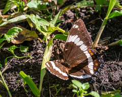 Limenitis arthemis rubrofasciata