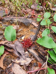 Grevillea laurifolia