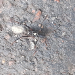 Neoclytus ypsilon