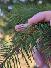 Pseudotsuga macrocarpa