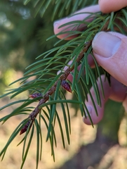 Pseudotsuga macrocarpa