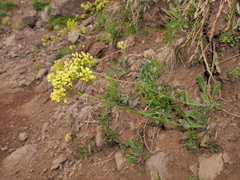 Biscutella arvernensis