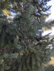 Pseudotsuga macrocarpa