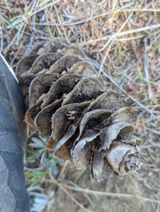 Pseudotsuga macrocarpa