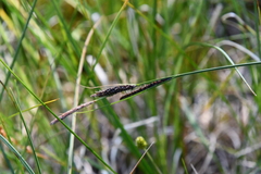 Carex nigra juncea