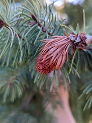 Pseudotsuga macrocarpa