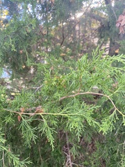 Juniperus virginiana