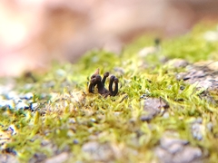 Holwaya mucida