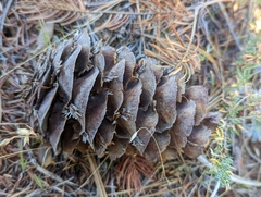 Pseudotsuga macrocarpa