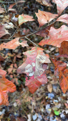 Phyllonorycter messaniella