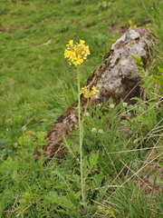 Coincya monensis cheiranthos