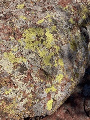 Acarosporaceae