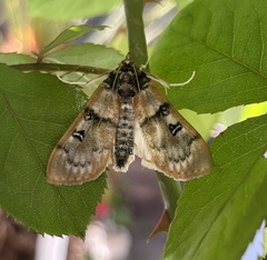 Idaea gemmata