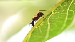 Camponotus rufipes