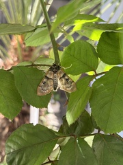 Idaea gemmata