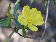Hibbertia linearis