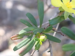 Hibbertia linearis