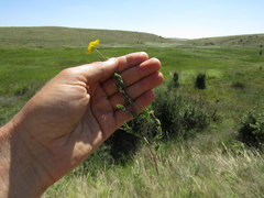 Lotus stepposus