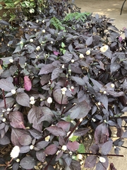 Alternanthera brasiliana