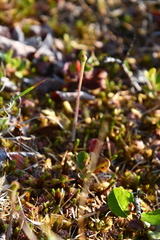 Pinguicula villosa
