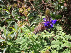 Dalea coerulea