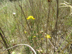 Lotus stepposus