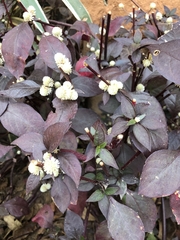 Alternanthera brasiliana