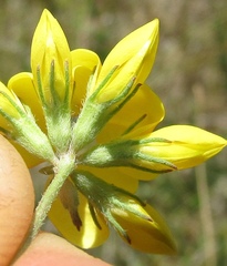 Lotus stepposus