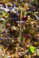 Pinguicula villosa