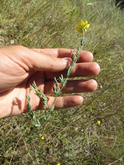 Lotus stepposus