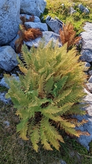 Athyrium