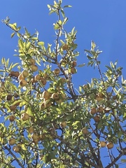 Pyrus spinosa