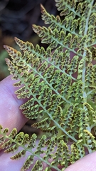 Athyrium