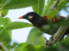 Psarocolius montezuma