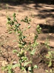 Pseudoconyza viscosa