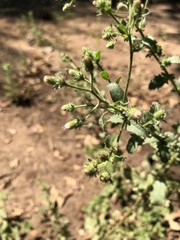 Pseudoconyza viscosa
