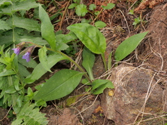 Pulmonaria angustifolia