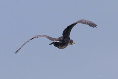 Phalacrocorax capillatus