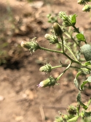 Pseudoconyza viscosa