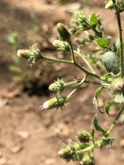 Pseudoconyza viscosa