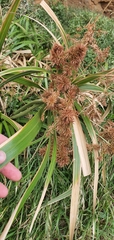 Cyperus lucidus