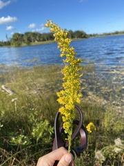 Solidago virgata