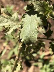 Pseudoconyza viscosa