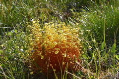 Splachnum luteum