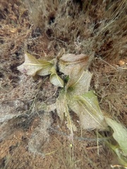 Potamogeton amplifolius